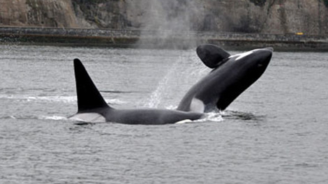 Файл:470 killer whales 110511.jpg