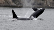 Миниатюра за Файл:470 killer whales 110511.jpg