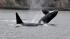 470 killer whales 110511.jpg